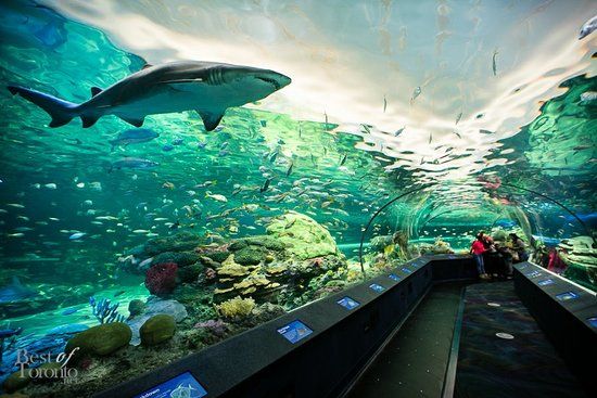 Ripley's Aquarium of Canada